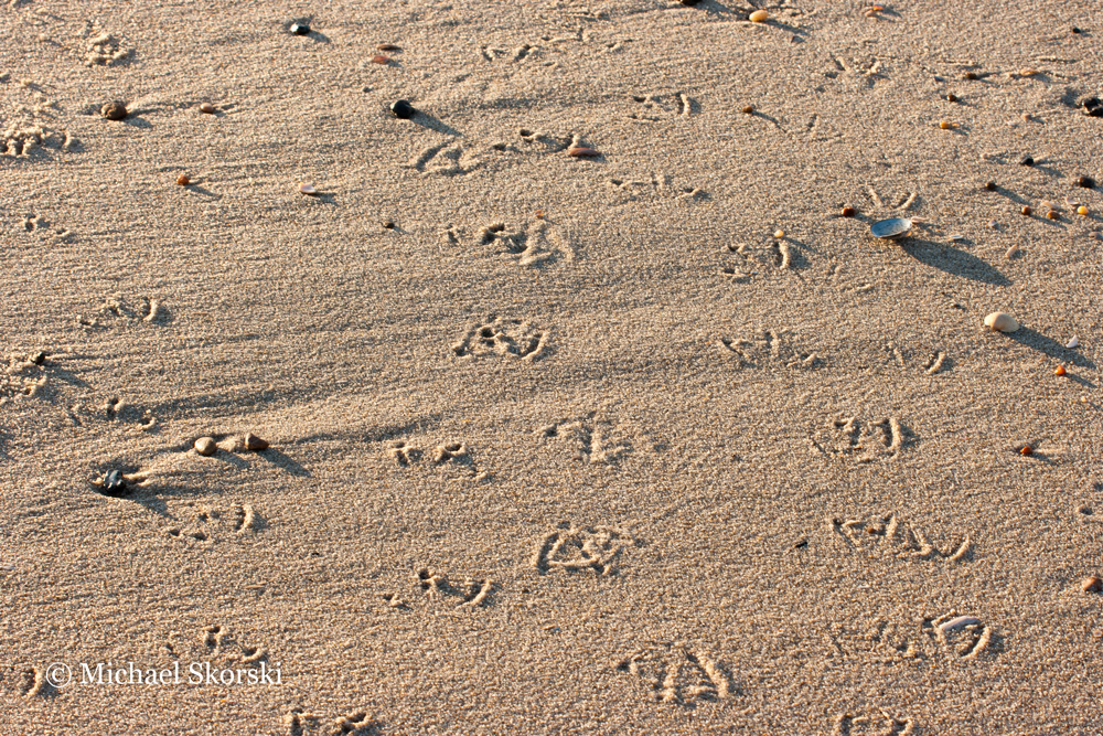 Möwen haben Spuren am Strand hinterlassen